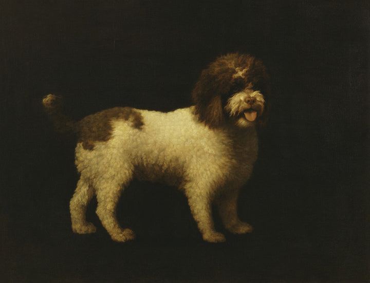 Water Spaniel
