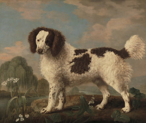 Brown and White Norfolk or Water Spaniel