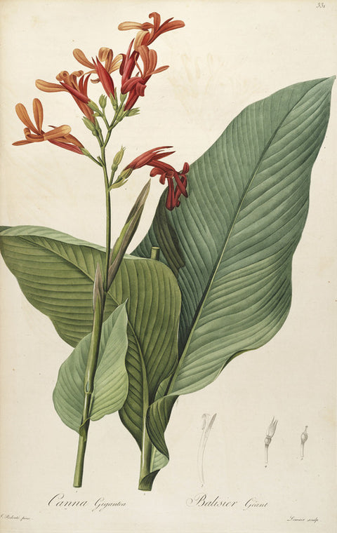 A botanical illustration with the title "Canna gigantea". It depicts the species Canna tuerckheimii.