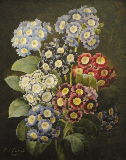 A Bouquet of Auriculas
