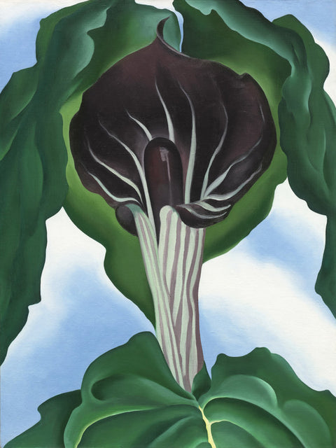 Jack-in-the-Pulpit No. 3
