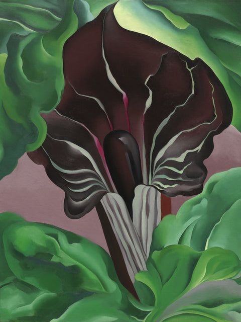 Jack-in-Pulpit - No. 2