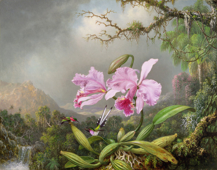 Study of an Orchid