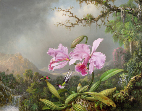 Study of an Orchid