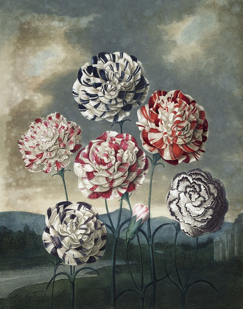 A Group of Carnations