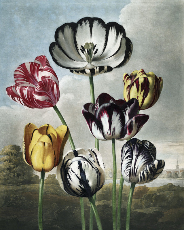Tulips