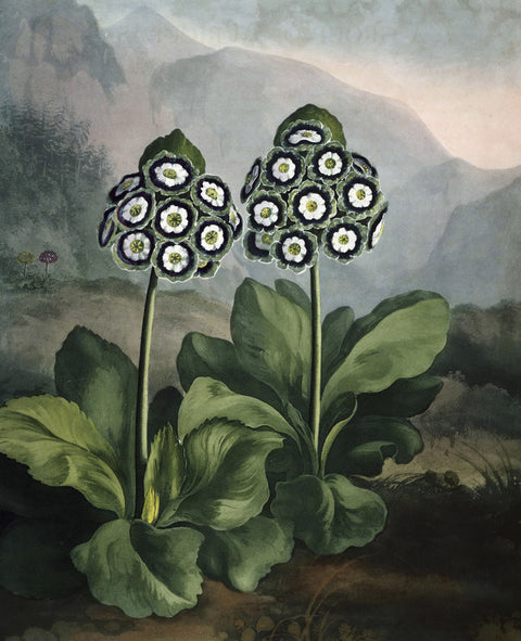 A Group of Auriculas II