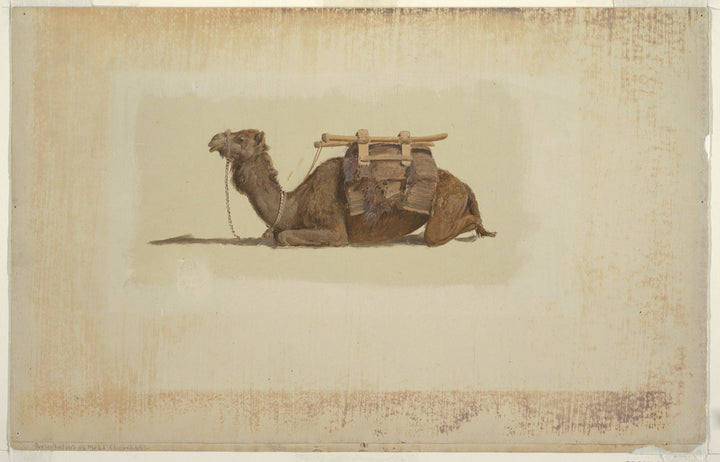Crouching Dromedary