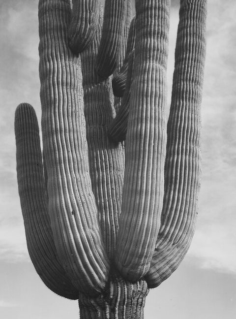 Saguaros, Saguaro National Monument, Arizona (detail)