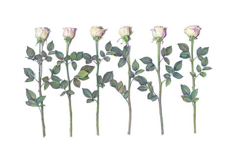 Six Roses