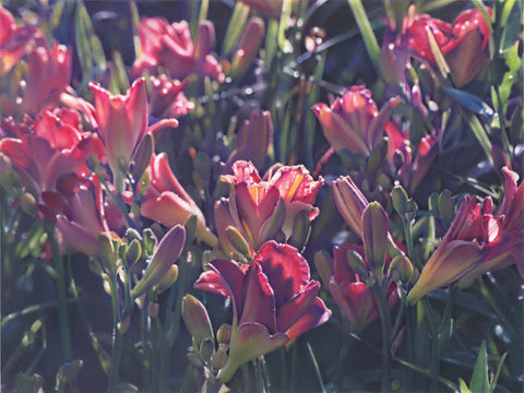 Summer Lilies