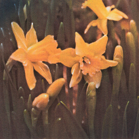 Daffodils