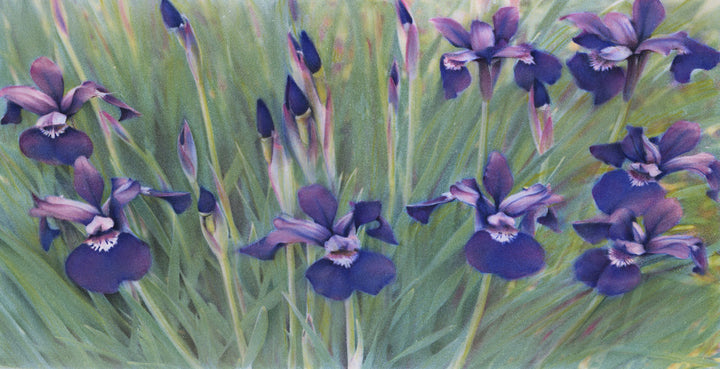 Irises