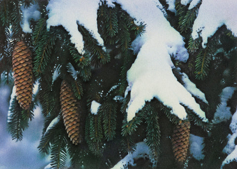 Pine Cones