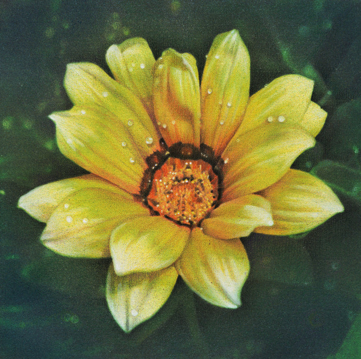 Single Dahlia