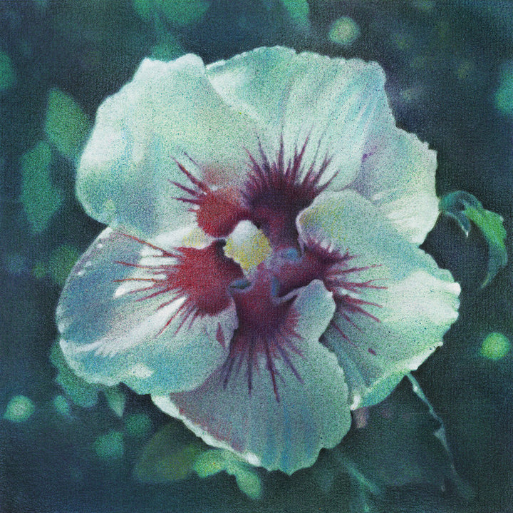Single Hibiscus