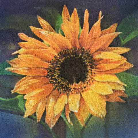 Single Sunflower