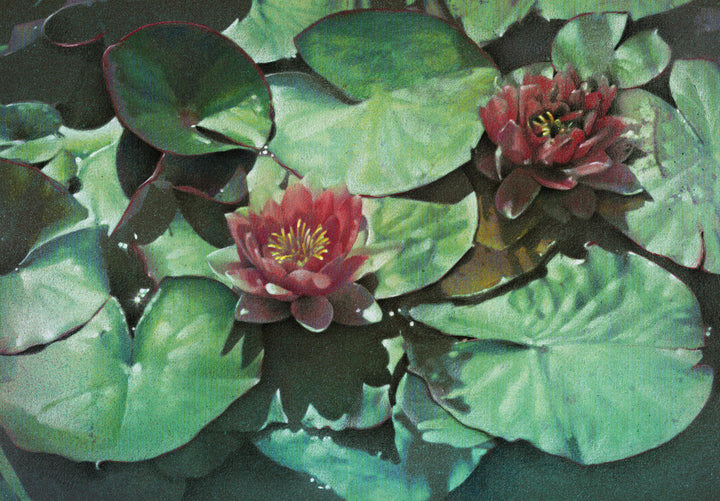 Water Lilies