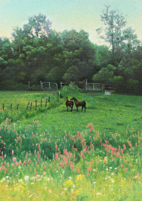 Horses in Field
