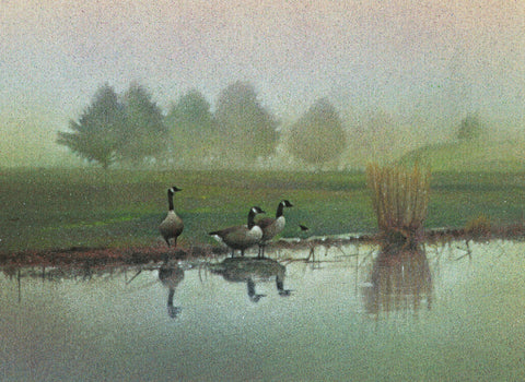 Watch Hill Geese