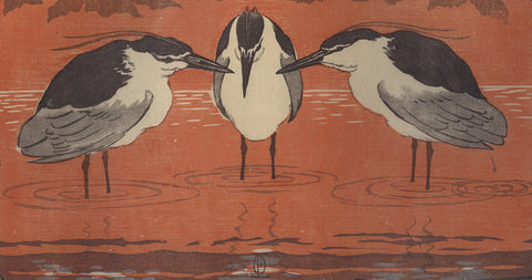 Nachtreier/Night Herons