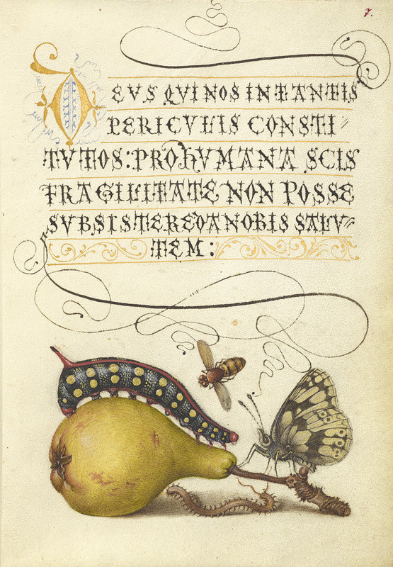 Fly, Caterpillar, Pear, and Centipede