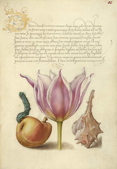 Caterpillar, Pear, Tulip, and Purple Snail