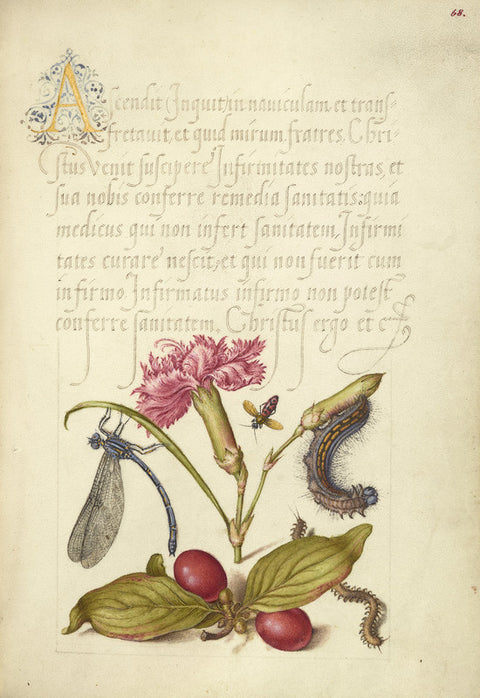 Damselfly, Carnation, Firebug, Caterpillar, Carnelian Cherry, and Centipede