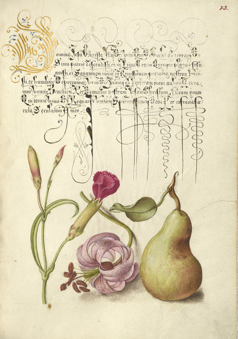 Carnation, Martagon Lily, and Pear
