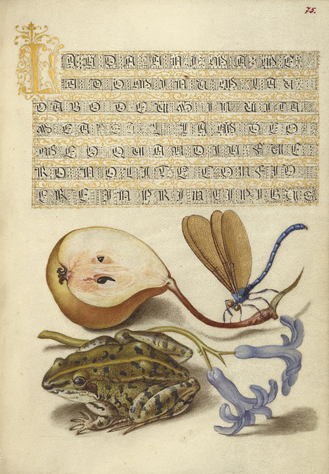 Common Pear, Lake Demoiselle, Moor Frog, and Hyacinth