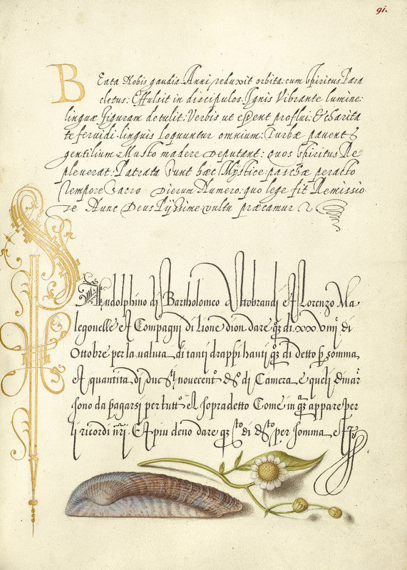 Noah's Ark Shell and Sneezewort