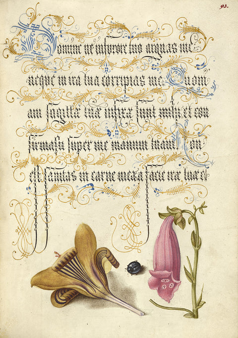 Cloth-of-Gold Crocus, Beetle, and Foxglove