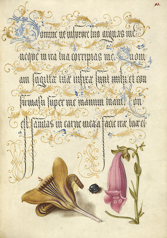 Cloth-of-Gold Crocus, Beetle, and Foxglove