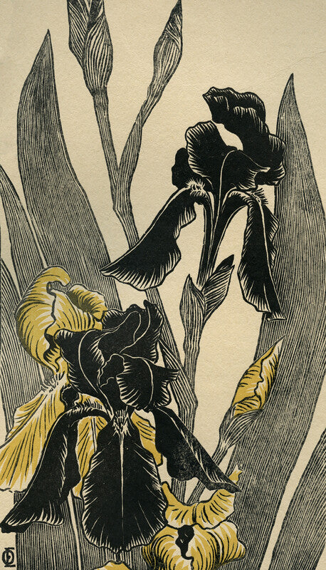 Iris (Schwertlilien)