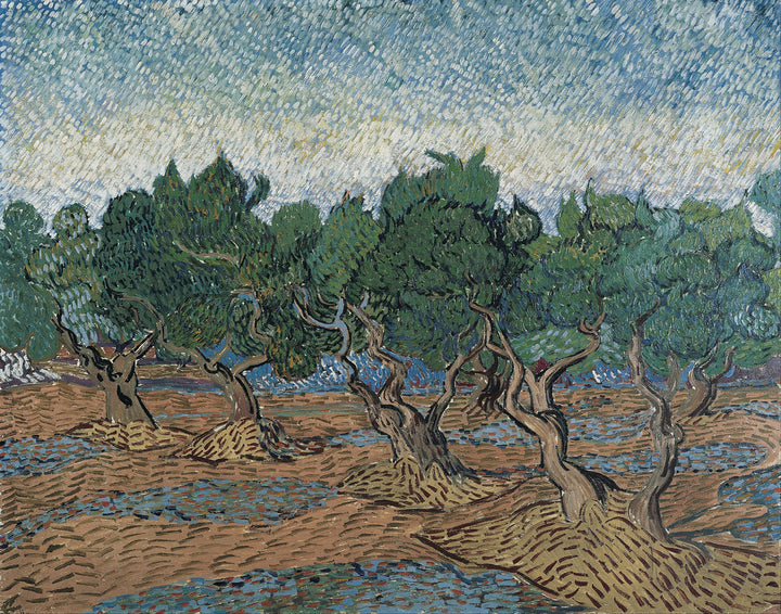 Olive grove