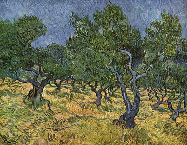 Olive Orchard