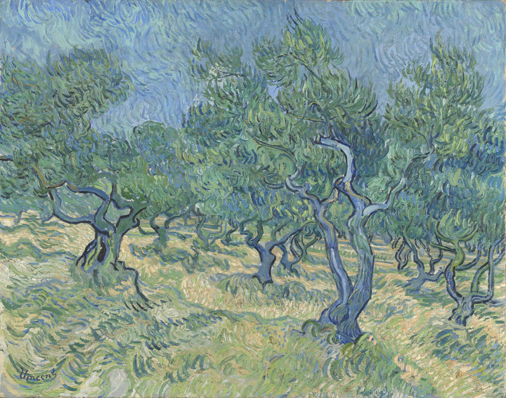 Olive Orchard