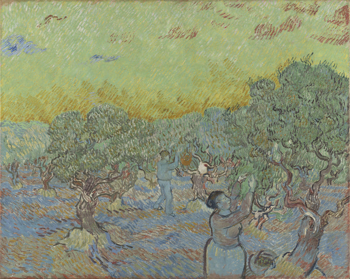 Olive Grove with Two Olive Pickers