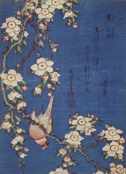 Bullfinch and Weeping Cherry