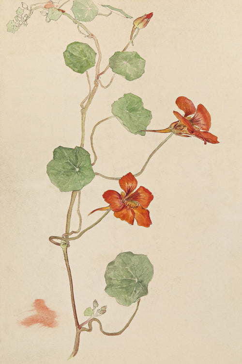 Botanical Drawing