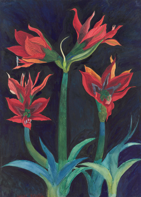 Red Amaryllis
