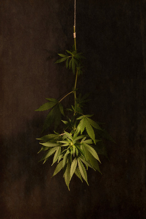 Cannabis Leaves