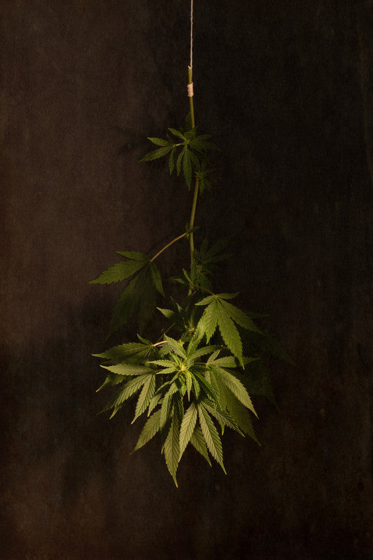 Cannabis Leaves