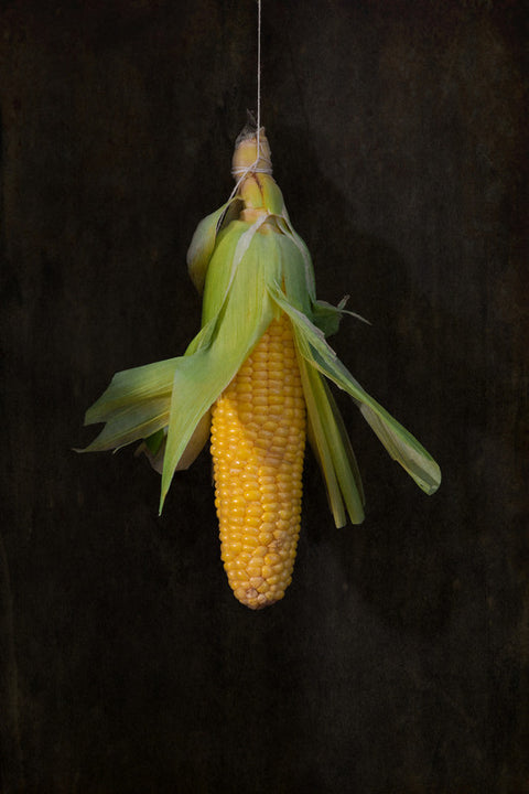 Corn Still Life