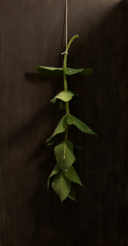 Mint