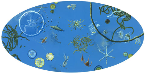 Food Web