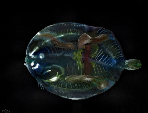 Flounder 1