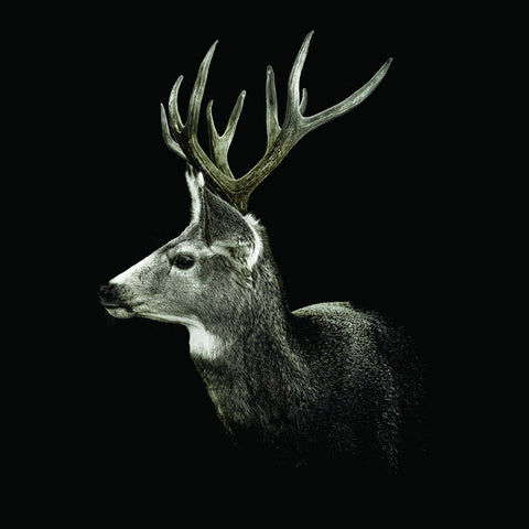 Mule Deer on Black