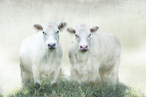 Two white cows stand facing the camera in a misty, textured composition with pale and green tones.