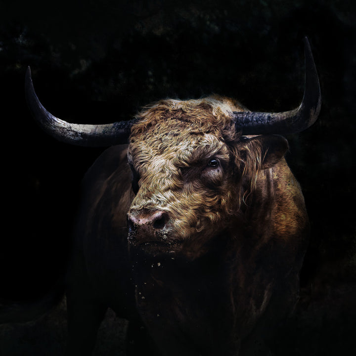 eye of the bull